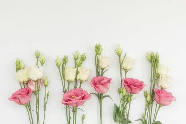 Barisan lisianthus pink dan putih