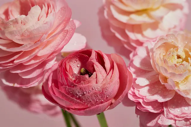 Ranunculus pink berembun