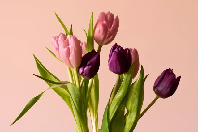 Tulip pink dan ungu tua di latar peach
