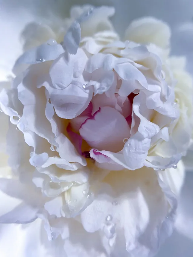 Peony putih dari dekat