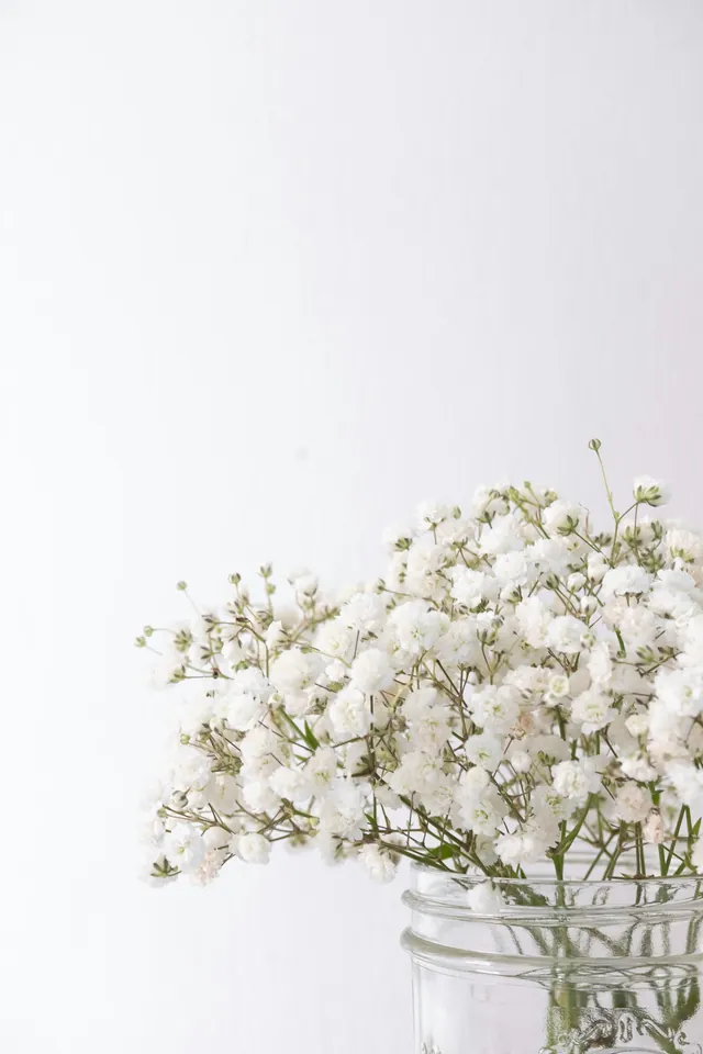 Baby's breath putih di vas kaca