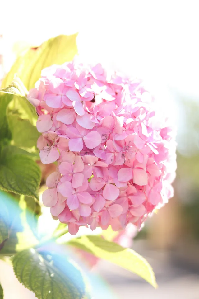 Hydrangea pink terkena cahaya