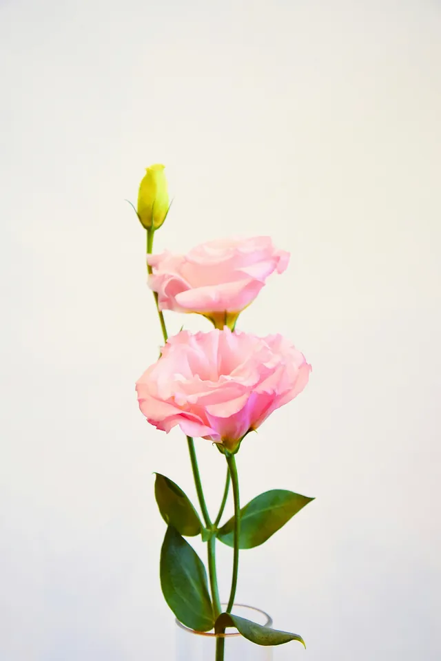 Setangkai lisianthus pink di latar krem