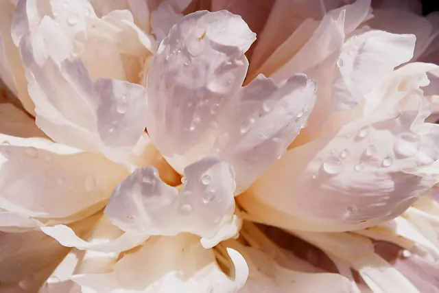 Peony pink dari dekat