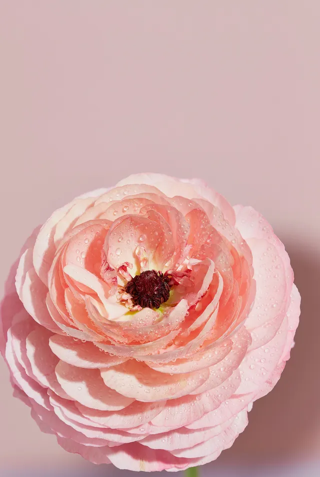 Satu ranunculus peach di latar blush