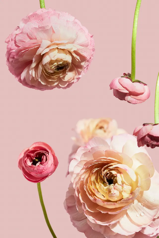 Ranunculus pink dan peach dari dekat